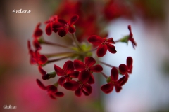 Ardens