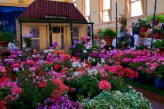 Pelargonium-cottage
